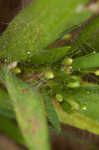 Tapered rosette grass